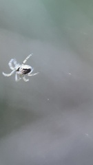 Araneidae