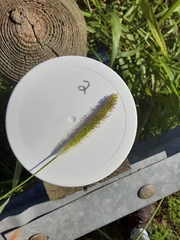 Setaria