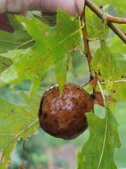 Amphibolips confluenta