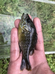 Lepomis macrochirus × cyanellus