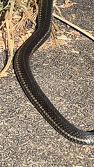 Thamnophis ordinoides