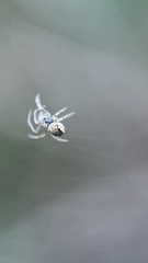 Araneidae