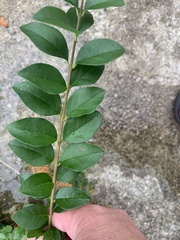 Ligustrum