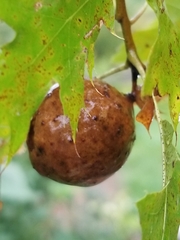 Amphibolips confluenta