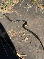 Thamnophis ordinoides