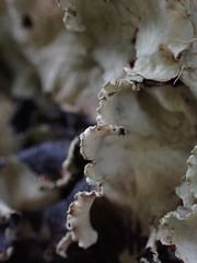 Cetrelia cetrarioides