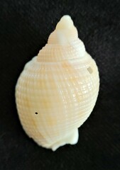 Semicassis granulata