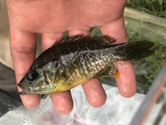 Lepomis macrochirus × cyanellus
