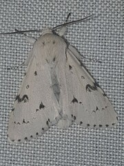 Acronicta leporina