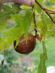 Amphibolips confluenta