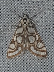 Nymphula nitidulata
