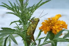 Melanoplus bivittatus