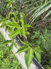 Syngonium podophyllum