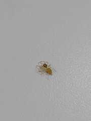 Salticidae