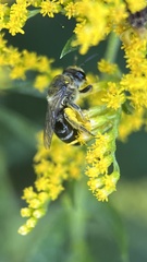 Colletes simulans armatus