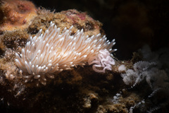 Cuthona divae