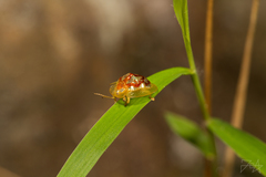 Hovacassis murzini