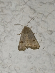 Caradrina kadenii