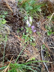 Gentianella