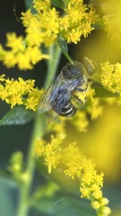 Colletes simulans armatus