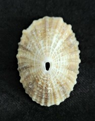 Diodora listeri