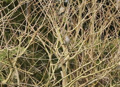 Colluricincla harmonica