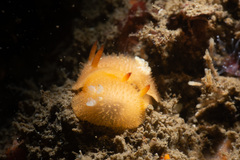 Acanthodoris lutea