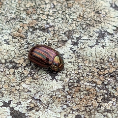 Chrysolina americana
