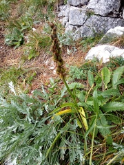 Gymnadenia