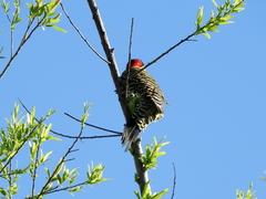 Colaptes melanochloros