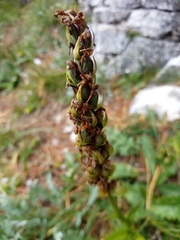 Gymnadenia