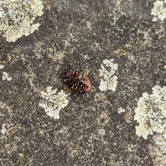 Chrysolina americana