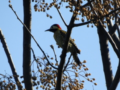 Colaptes melanochloros