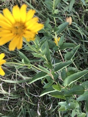 Heliopsis