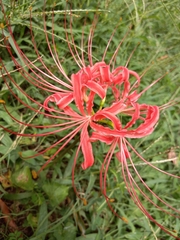 Lycoris radiata