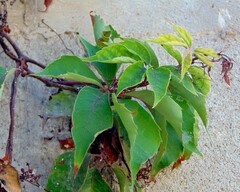 Parthenocissus quinquefolia