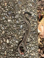 Thamnophis ordinoides