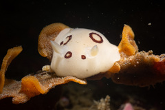 Diaulula sandiegensis