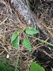 Hieracium murorum