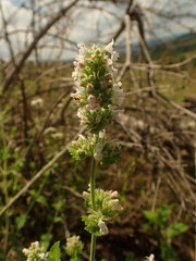 Nepeta cataria
