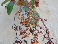 Parthenocissus quinquefolia