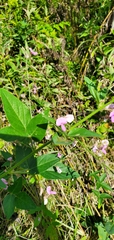 Desmodium perplexum