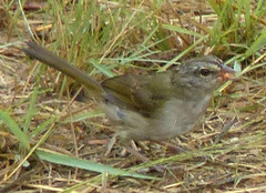 Arremonops rufivirgatus