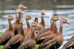 Dendrocygna autumnalis