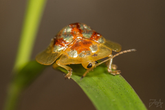 Hovacassis murzini