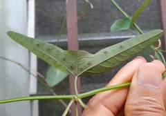 Passiflora misera