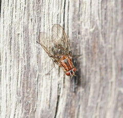 Helinomydaea fuscoflava