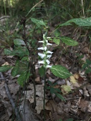 Spiranthes incurva