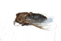 Thyridopteryx ephemeraeformis