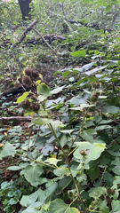 Arctium minus